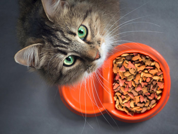 غذای گربه عقیم شده