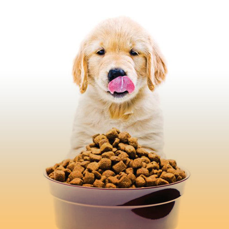 مقایسه غذای سگ ایرانی و غذای سگ خارجی