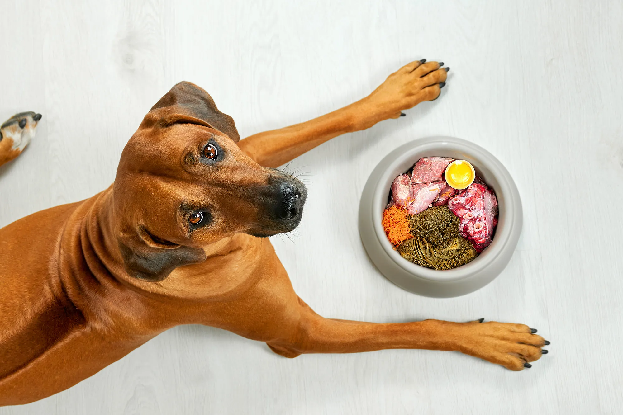 The best food for pet dogs