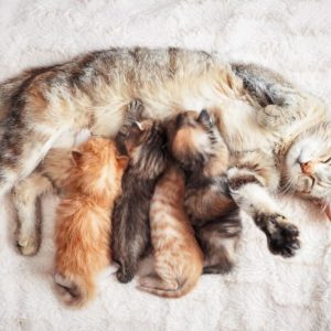 Food for pregnant and lactating cats