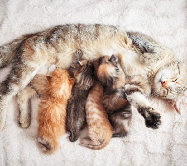 Food for pregnant and lactating cats