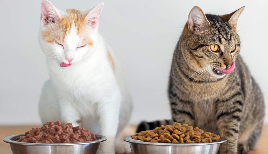 Comparison of dry food and wet cat food