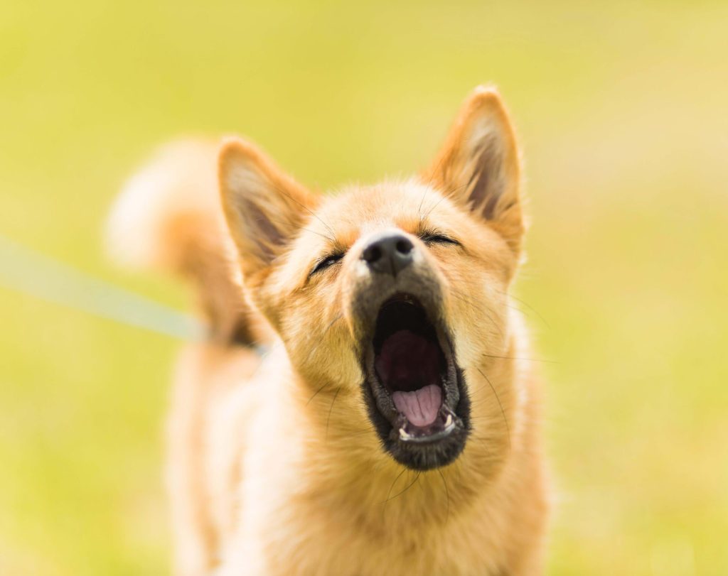 پارس کردن سگ