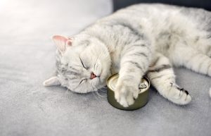 بهترین کنسرو برای گربه