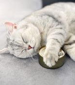 بهترین کنسرو برای گربه