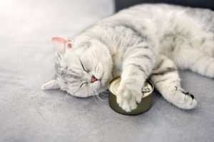 بهترین کنسرو برای گربه